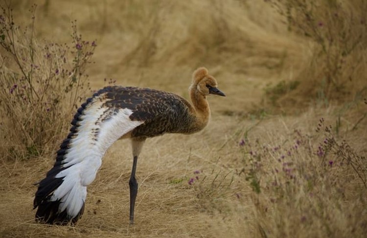 photo of Dar El Salaam - Selous Game Reserve